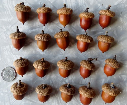 Lot jumbo red oak - lot, acorns