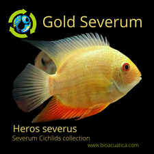 GREAT GOLD SEVERUM 1.5 INCHES
