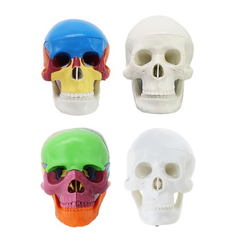 Detachable human skull - skull, anatomy