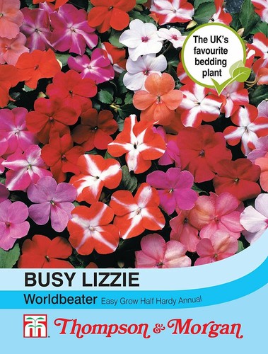 Busy lizzie plants seeds - busy,