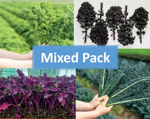 Mixed pack kale - kale, plants
