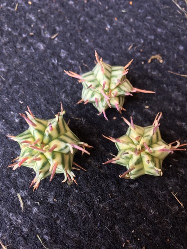 Euphorbia meloformis - 1x,