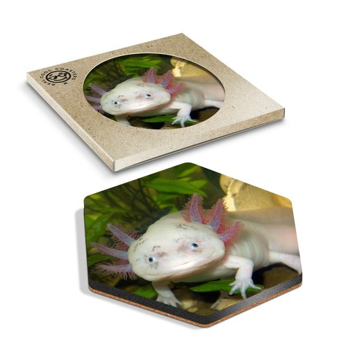 Hexagon coaster axolotl - x,
