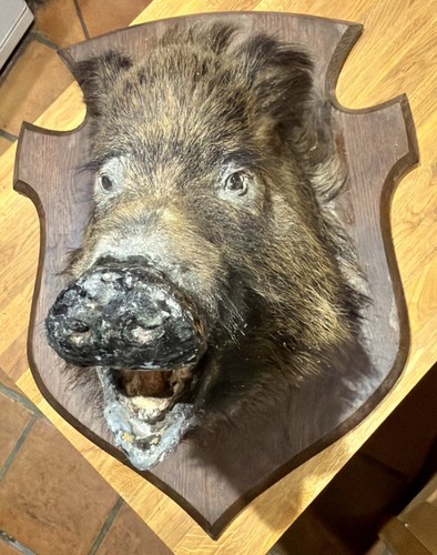 Large wild boar taxidermy - wild, head