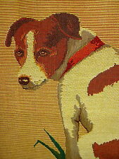 Jack Russell Terrier Belgian