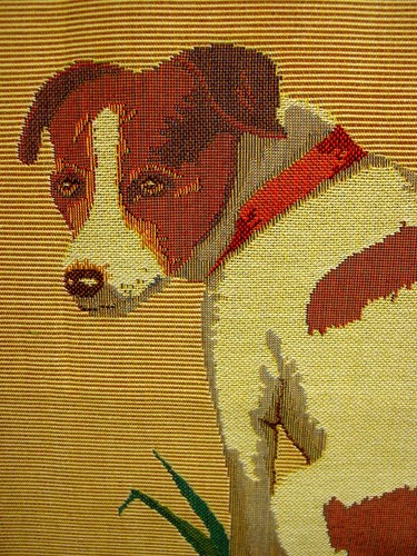 Jack russell terrier belgian - terrier,