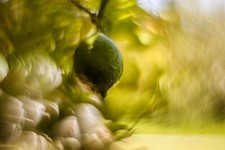 Helios 44M Lens Petzval