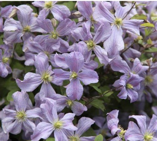 Clematis prince charles - clematis,