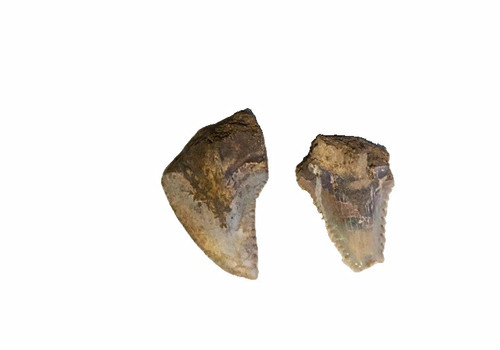 Authentic fossil shark - 1”,