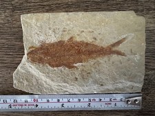 Fossil Fish