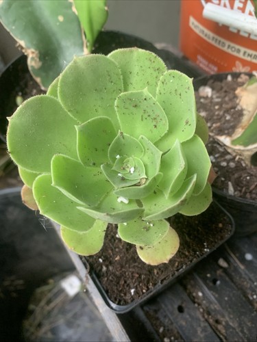 Aeonium canariensis rare - aeonium,