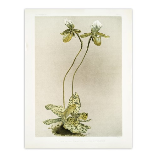 Sander cypripedium - f,