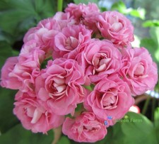 10 Seeds Geranium Swanland