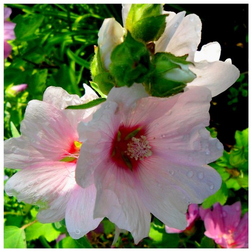Lavatera clementii barnsley - lavatera,
