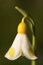 Galanthus 'Golden Fleece'