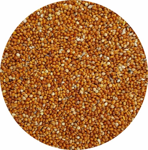 Red millet seed for budgie - red,