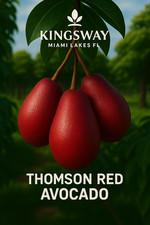 Rare Zill Authentic Thomson