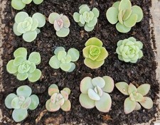 12 Mixed Rare Baby Succulent