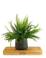 Boston Fern Nephrolepsis Exaltata 35-40cm tall in a 12cm pot