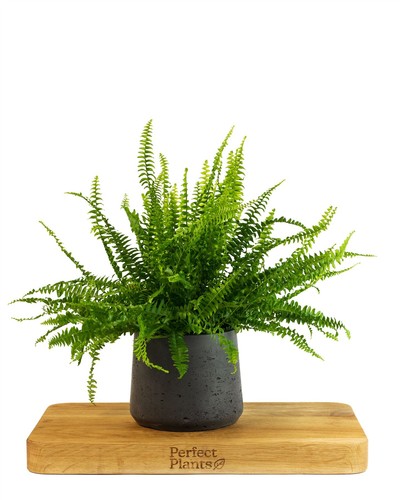 Boston fern nephrolepsis - fern,
