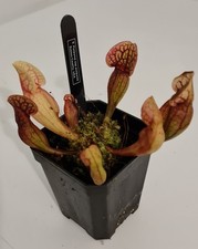 Sarracenia Purpurea Ssp