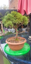 Shimpaku Juniper Bonsai Tree