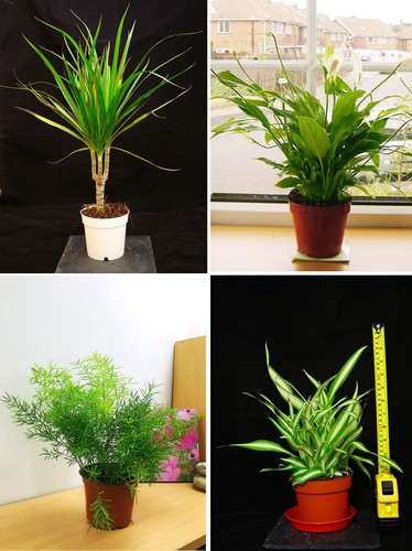 Evergreen table plant pot - table,