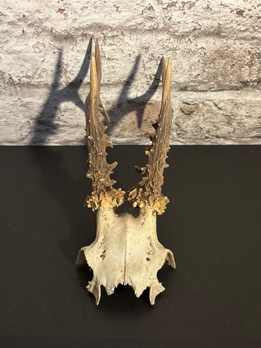 Roe deer skull - skull, antlers