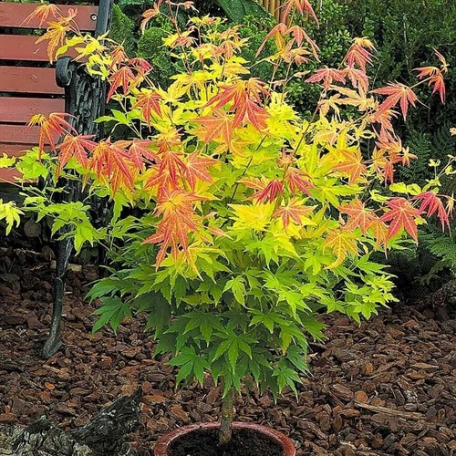 Acer orange dream - dream, plant