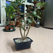 BONSAI JADE TREE  MONEY TREE
