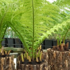 Australian Tree Fern Half-hardy Perennial 2 Litre Potted Garden Trees x 1 T&M