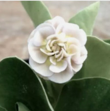 Primula auricula Nita Plant