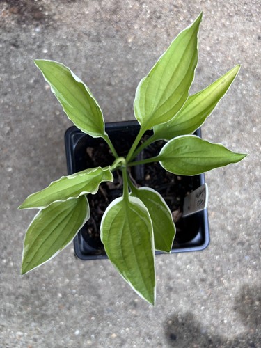Hosta iced lemon small - small,