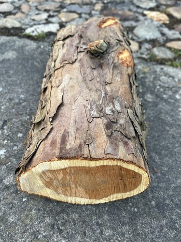 Yew wood log for - wood,