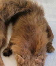 Stunning VINTAGE Tan Coloured