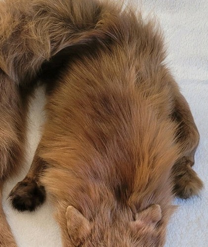Stunning vintage tan - vintage, coloured