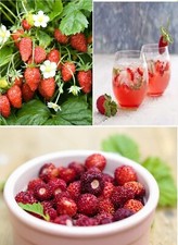 Alpine Strawberry | 100+ seeds