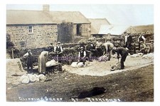 rt0441 - Wales - Sheep Shearing in progress on a Rooklands Farm - print 6x4