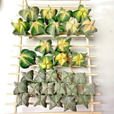 Astrophytum myriostigma - astrophytum,