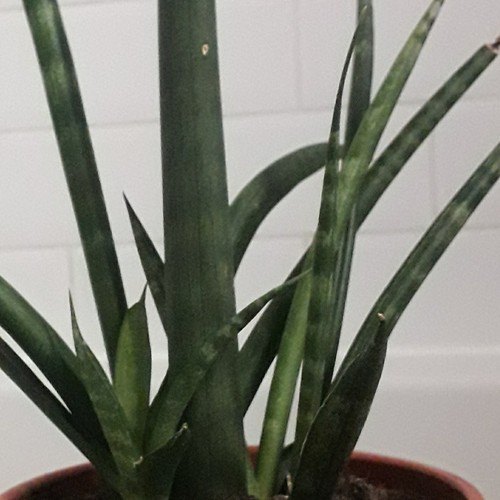 Sansevieria cylindrica plant - sansevieria,