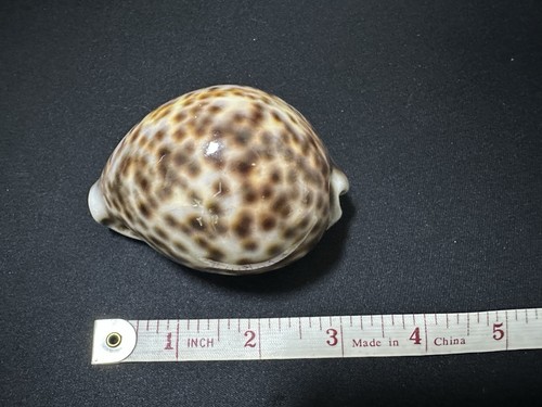 Spotted cowrie seashell - spotted,