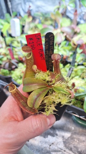 Nepenthes veitchii hose - hose, x