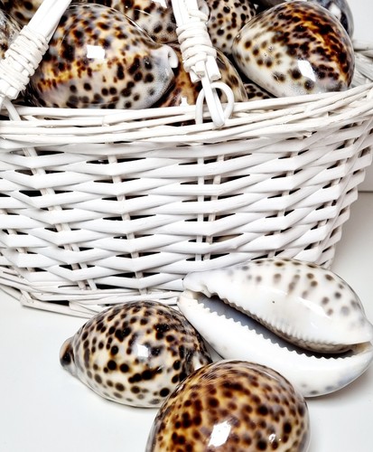 Tiger cowrie seashell shiny - tiger, seashell,