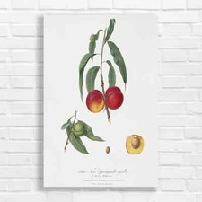 Vintage Botanical Peach Canvas