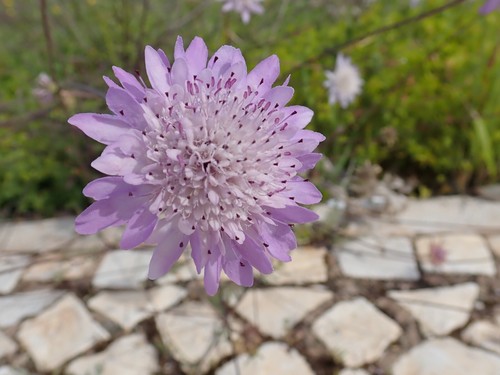 Wild field scabious - 50,