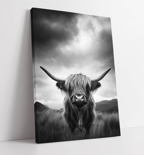 Cool black and white highland - cool,