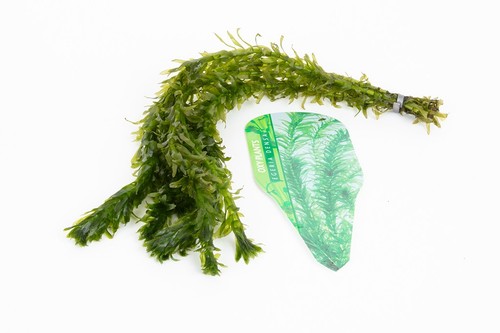 Egeria densa 500 bunches - densa,