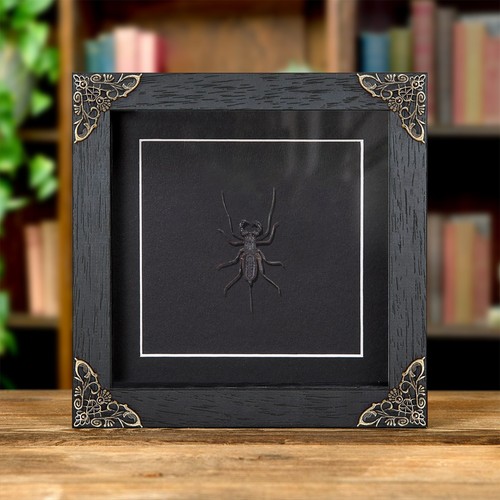 Whip scorpion baroque - scorpion, style