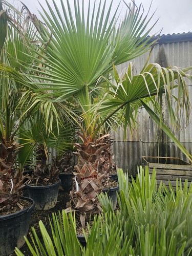 1x9 10ft washingtonia - 1x9-10ft, robusta