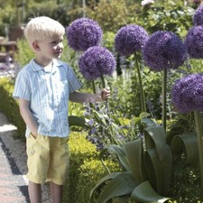 3 x Giant ALLIUM GLOBEMASTER - ENORMOUS Blooms - Perennial Garden Plant BULBS